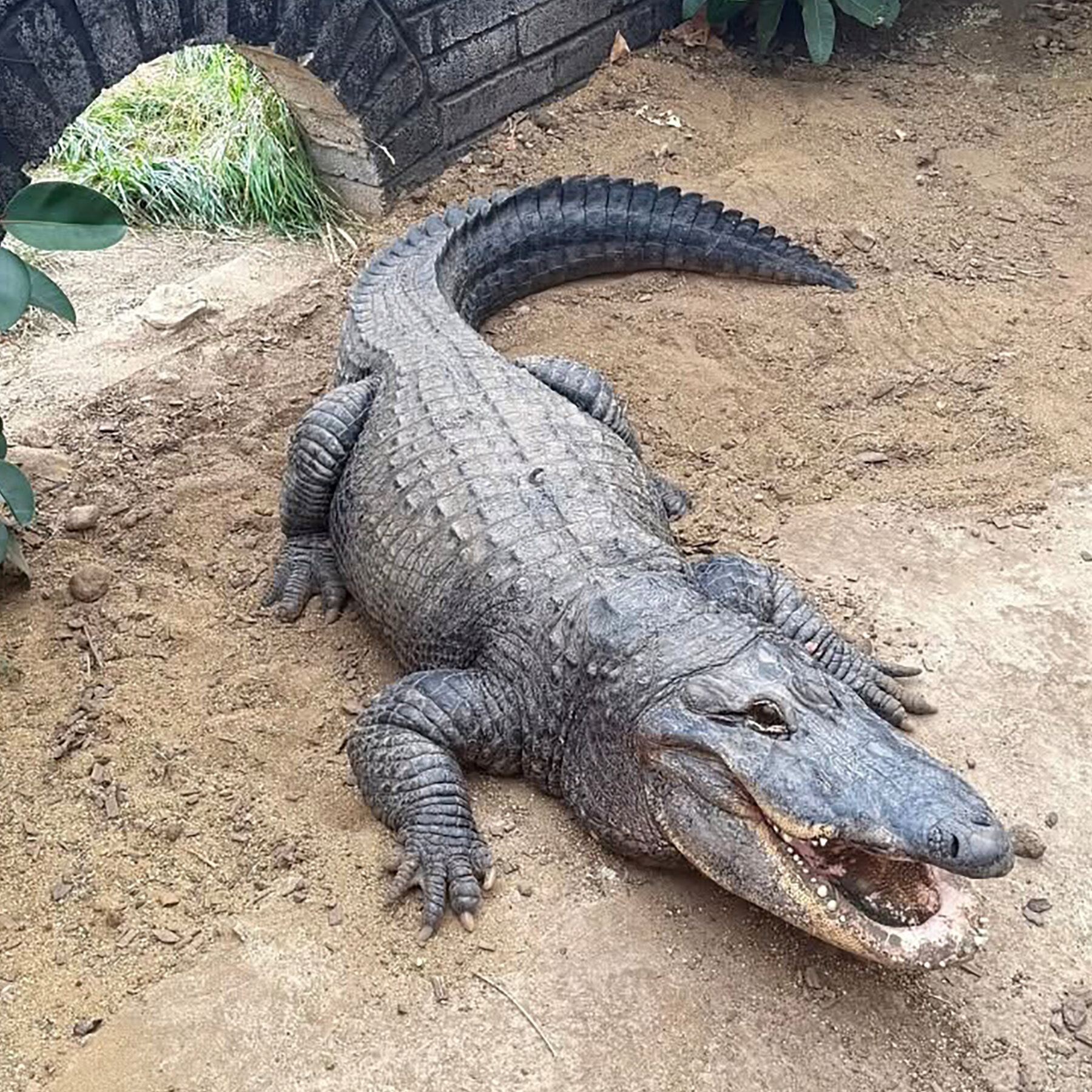 Kambridge Zooluğu'nda 3 Yaşındaki Çocuk Crocodile Kapağına Atıldı, Suçlu Tutuklandı