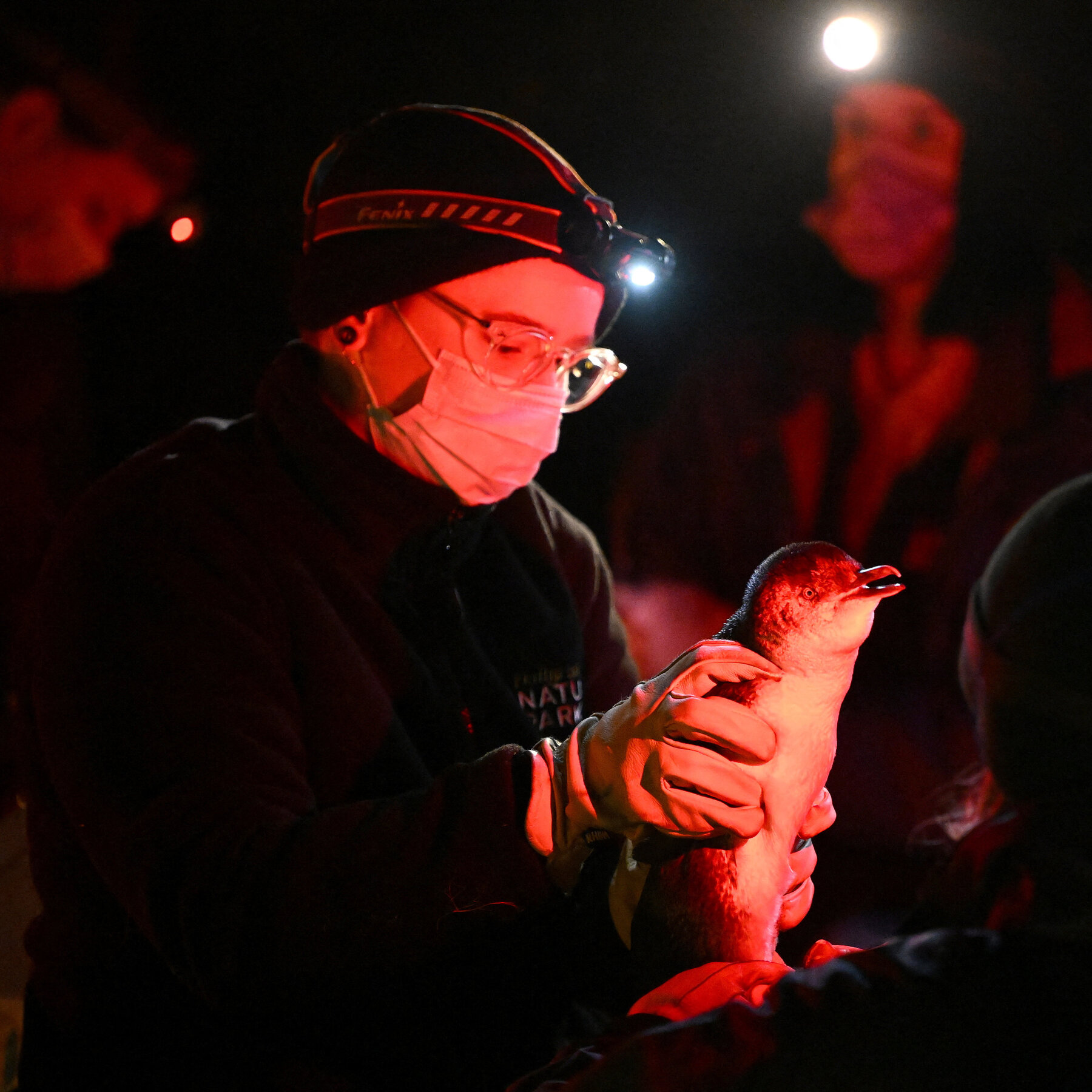Avustralya, İlk H5N1 Örnekleriyle Artan Kuş Gribi Krizine Karşı